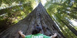 RedwoodsStatePark_1280x642